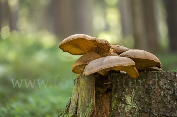 Austernseitling (Pleurotus ostreatus)