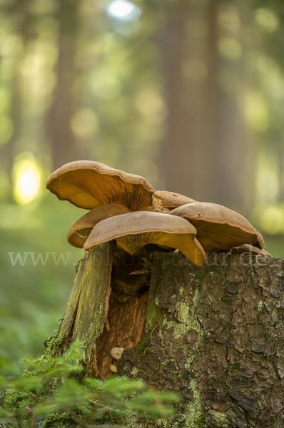 Austernseitling (Pleurotus ostreatus)