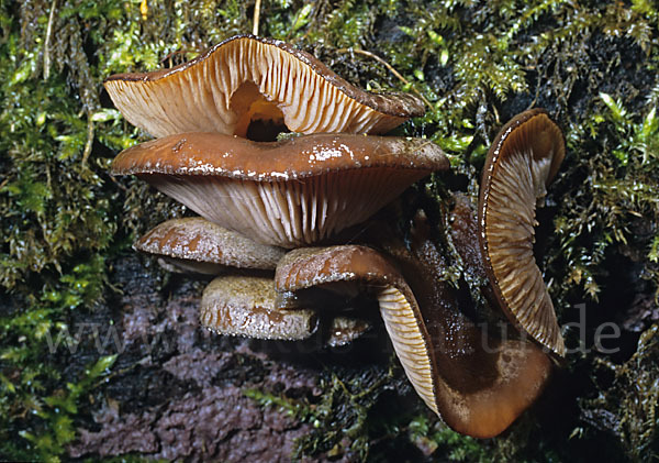 Austernseitling (Pleurotus ostreatus)