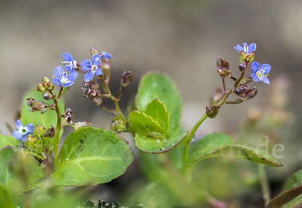 Bach-Ehrenpreis (Veronica beccabunga)