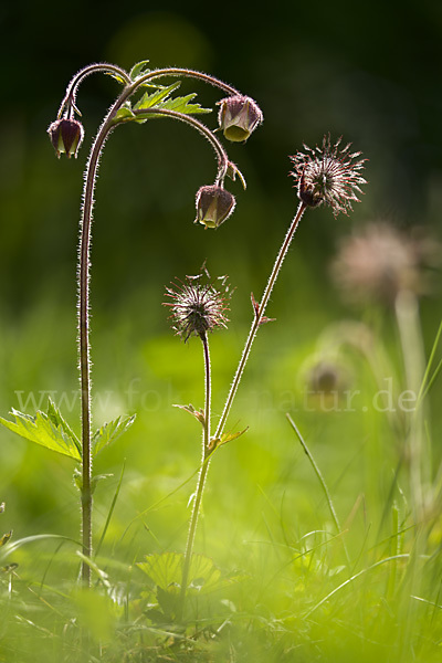 Bach-Nelkenwurz (Geum rivale)