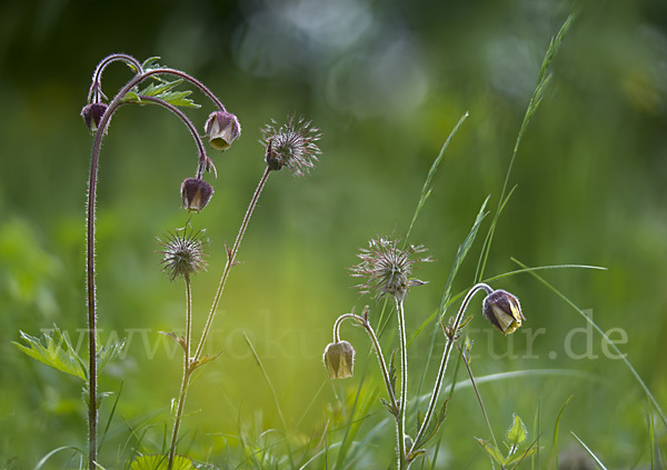 Bach-Nelkenwurz (Geum rivale)