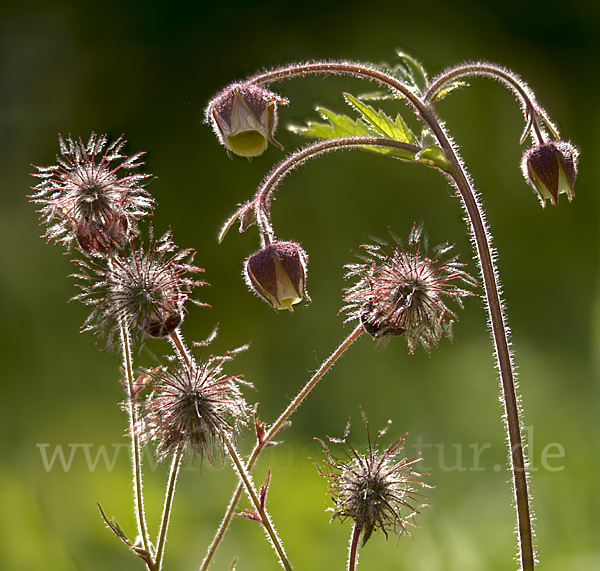 Bach-Nelkenwurz (Geum rivale)