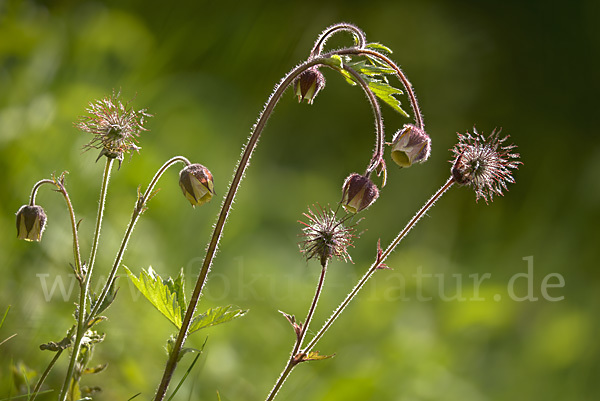 Bach-Nelkenwurz (Geum rivale)