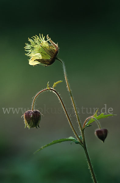 Bach-Nelkenwurz (Geum rivale)