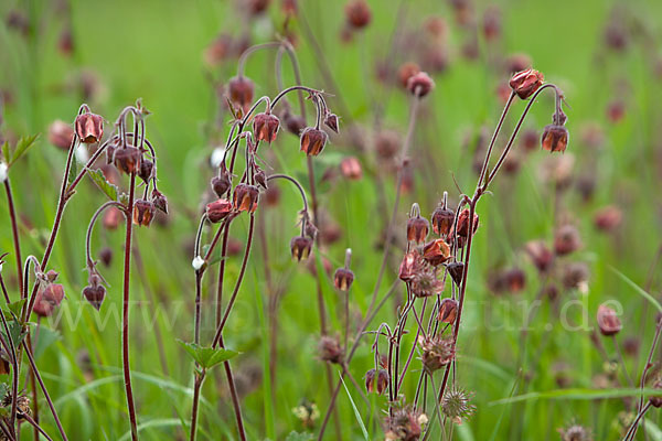 Bach-Nelkenwurz (Geum rivale)