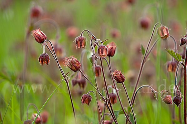 Bach-Nelkenwurz (Geum rivale)