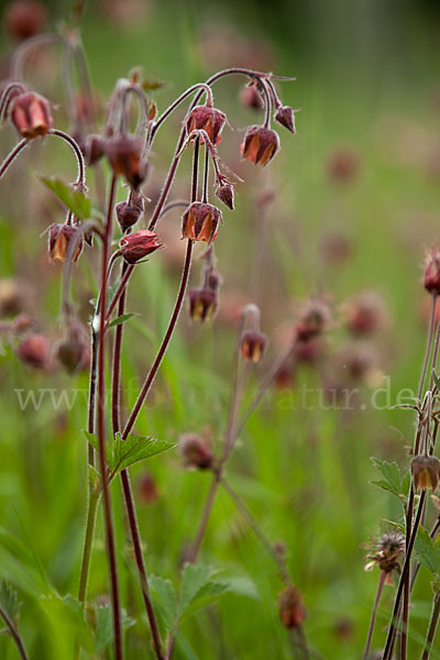 Bach-Nelkenwurz (Geum rivale)