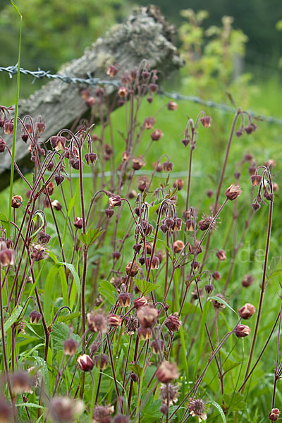 Bach-Nelkenwurz (Geum rivale)