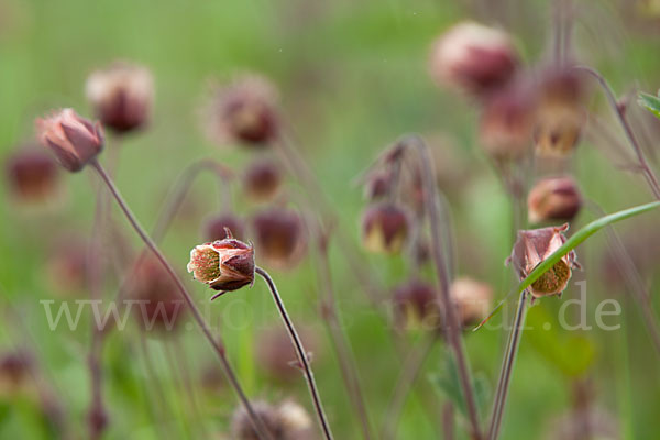 Bach-Nelkenwurz (Geum rivale)