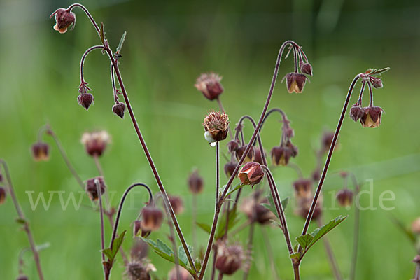 Bach-Nelkenwurz (Geum rivale)