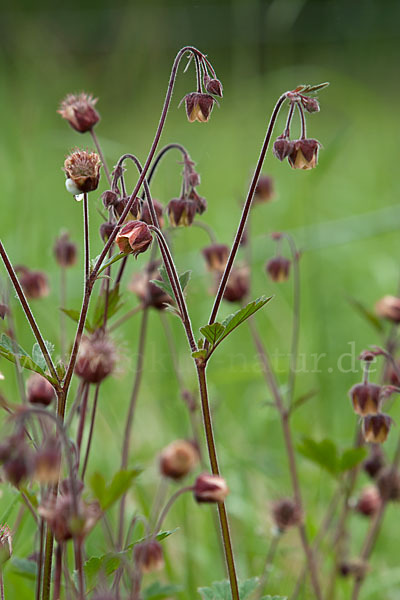 Bach-Nelkenwurz (Geum rivale)