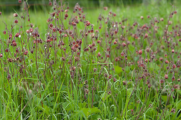 Bach-Nelkenwurz (Geum rivale)