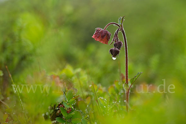 Bach-Nelkenwurz (Geum rivale)