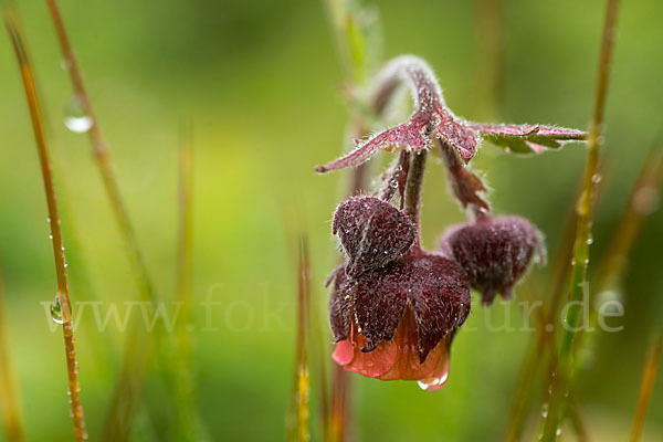 Bach-Nelkenwurz (Geum rivale)