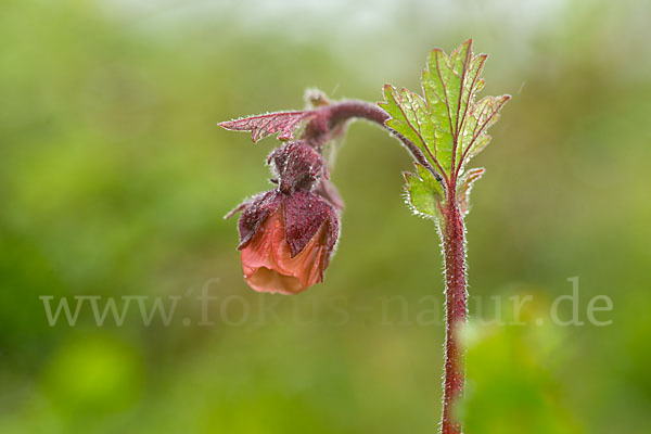 Bach-Nelkenwurz (Geum rivale)