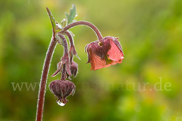 Bach-Nelkenwurz (Geum rivale)