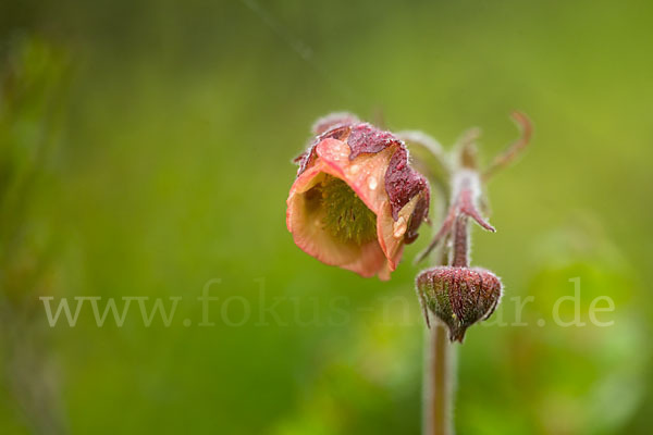 Bach-Nelkenwurz (Geum rivale)