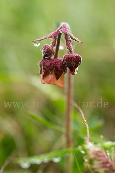 Bach-Nelkenwurz (Geum rivale)