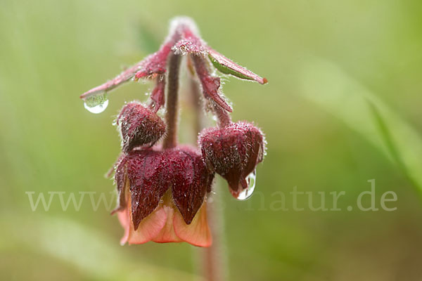 Bach-Nelkenwurz (Geum rivale)