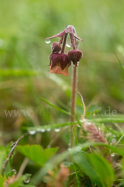 Bach-Nelkenwurz (Geum rivale)