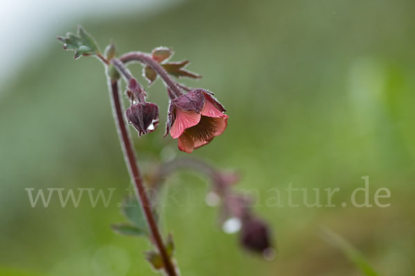 Bach-Nelkenwurz (Geum rivale)