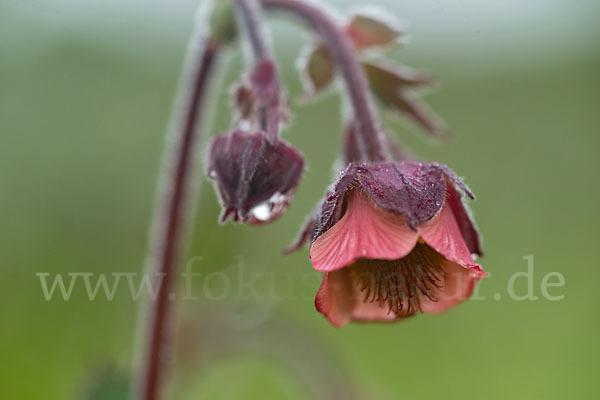 Bach-Nelkenwurz (Geum rivale)