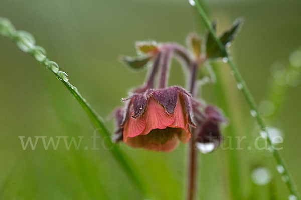 Bach-Nelkenwurz (Geum rivale)