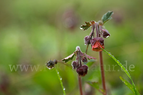 Bach-Nelkenwurz (Geum rivale)