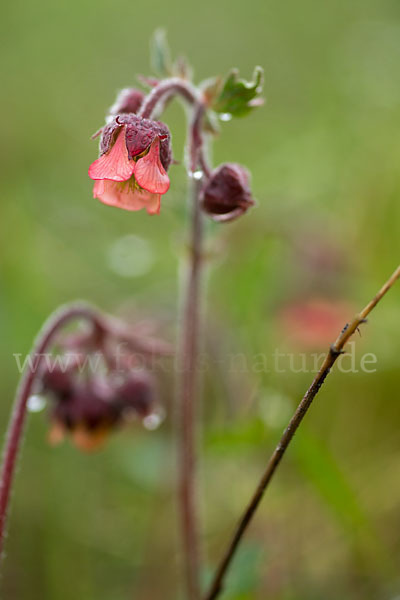 Bach-Nelkenwurz (Geum rivale)