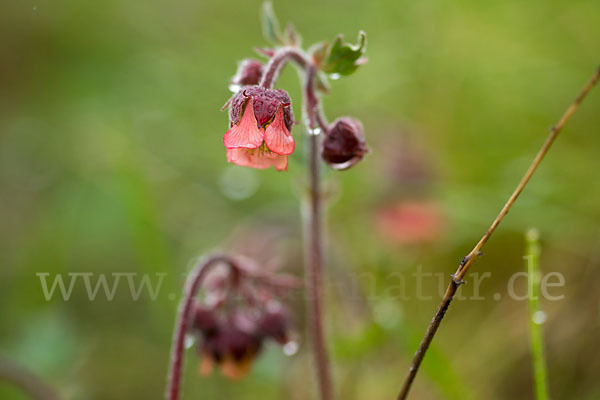 Bach-Nelkenwurz (Geum rivale)