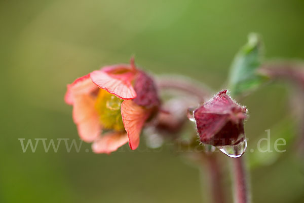 Bach-Nelkenwurz (Geum rivale)