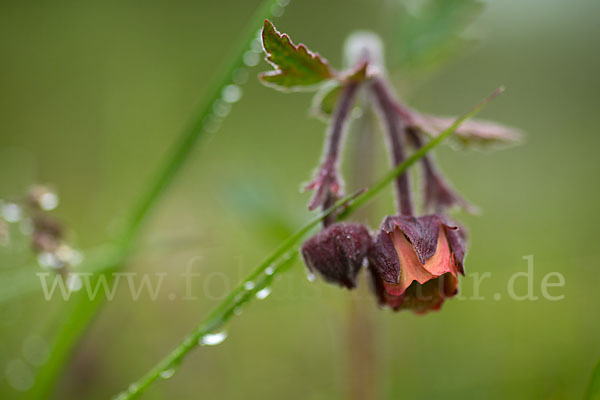 Bach-Nelkenwurz (Geum rivale)