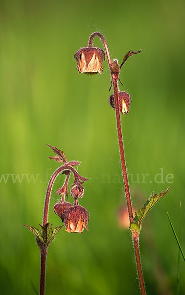 Bach-Nelkenwurz (Geum rivale)