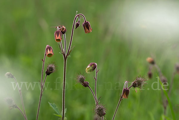 Bach-Nelkenwurz (Geum rivale)