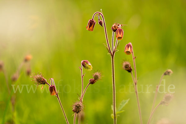 Bach-Nelkenwurz (Geum rivale)