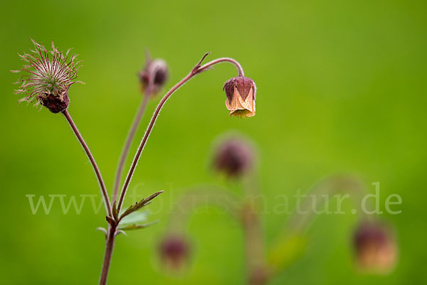 Bach-Nelkenwurz (Geum rivale)