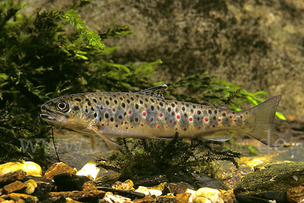 Bachforelle (Salmo trutta fario)