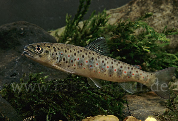 Bachforelle (Salmo trutta fario)