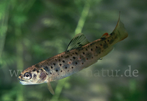 Bachforelle (Salmo trutta fario)