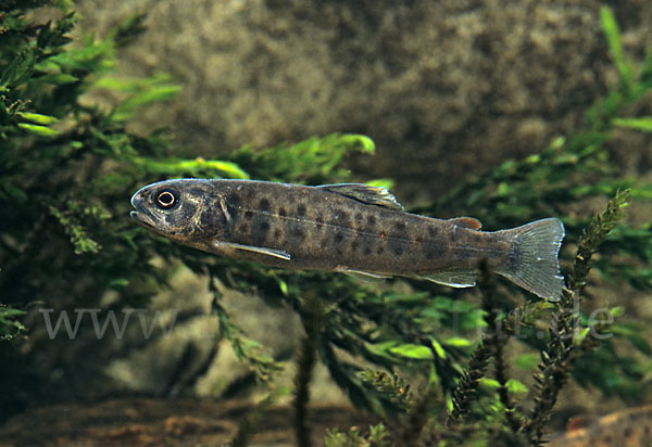 Bachforelle (Salmo trutta fario)