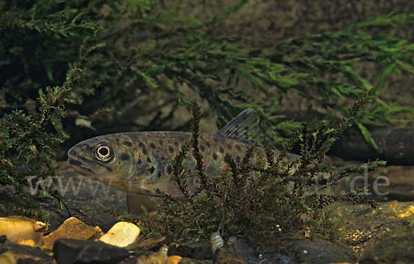 Bachforelle (Salmo trutta fario)