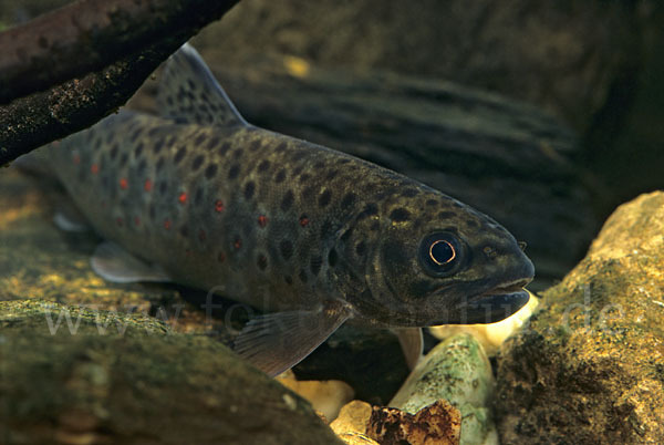 Bachforelle (Salmo trutta fario)