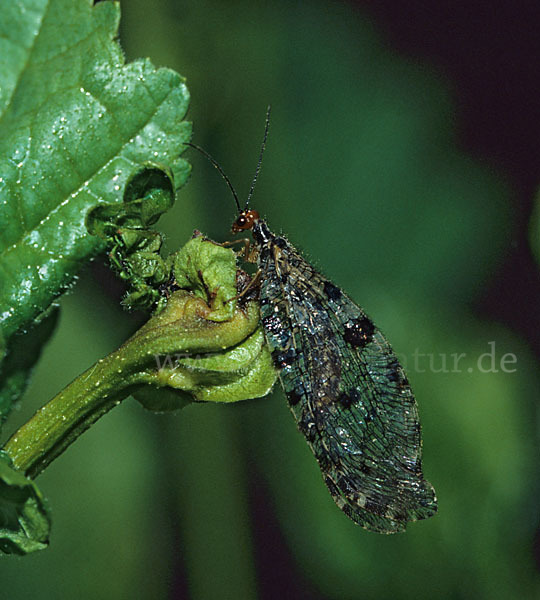 Bachhaft (Osmylus fulvicephalus)