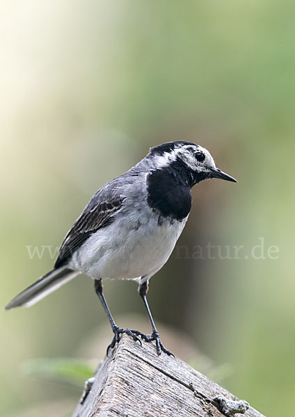 Bachstelze (Motacilla alba)