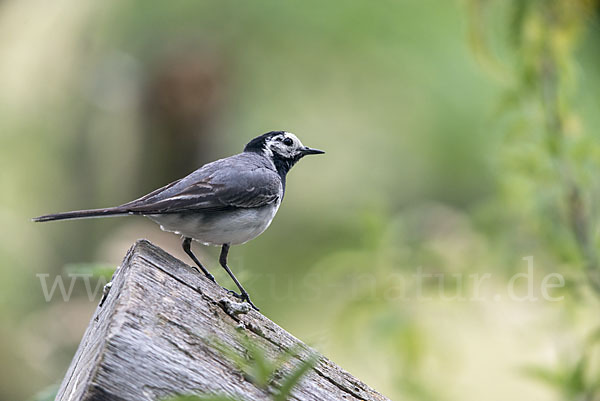 Bachstelze (Motacilla alba)