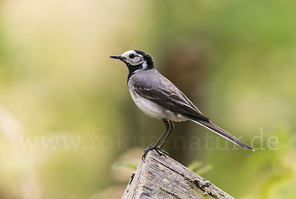 Bachstelze (Motacilla alba)