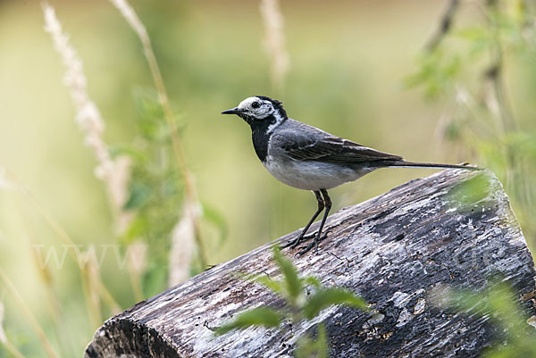 Bachstelze (Motacilla alba)