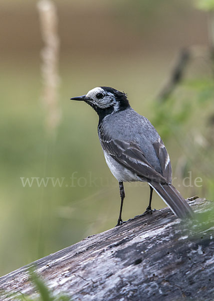 Bachstelze (Motacilla alba)