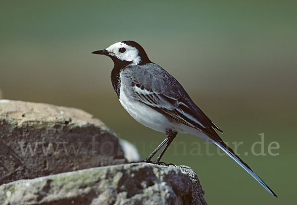 Bachstelze (Motacilla alba)